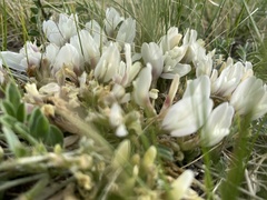 Astragalus scaberrimus