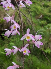 Dendrobium amoenum