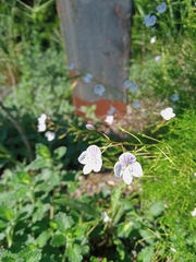 Veronica filifolia