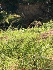 Austrostipa verticillata
