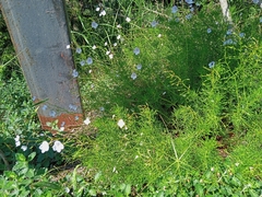 Veronica filifolia
