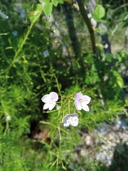 Veronica filifolia