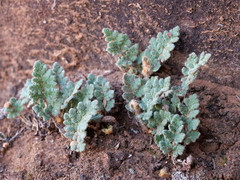 Cheilanthes lasiophylla