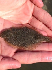 Liopsetta putnami