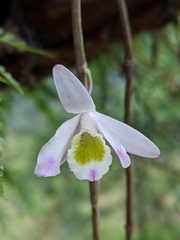 Dendrobium amoenum
