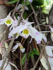 Dendrobium amoenum