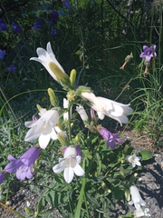 Campanula komarovii
