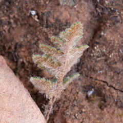 Cheilanthes lasiophylla
