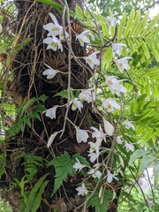 Dendrobium amoenum