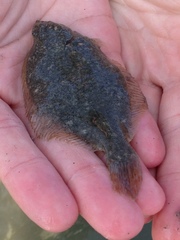 Liopsetta putnami