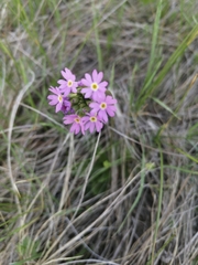 Primula farinosa