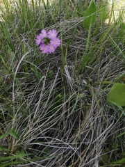 Primula farinosa