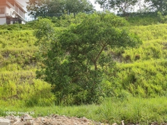 Acacia mangium