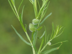 Rhopalomyia gemmaria