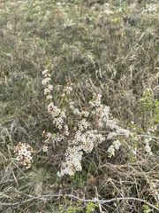 Spiraea aquilegifolia