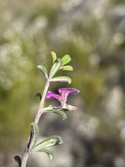 Indigofera sp9