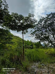 Alstonia