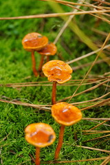 Cortinarius abnormis