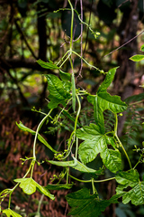 Ceratiosicyos laevis