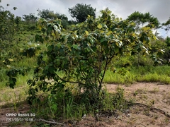 Ficus grossularioides