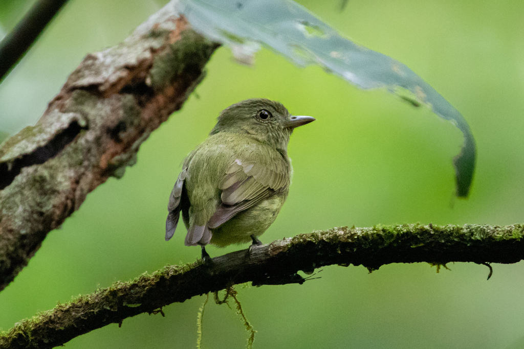 Dwarf Tyrant-Manakin photo