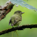 Dwarf Tyrant-Manakin - Photo (c) Thibaud Aronson, some rights reserved (CC BY-SA), uploaded by Thibaud Aronson