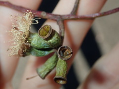 Eucalyptus albens