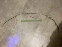 Austrostipa verticillata