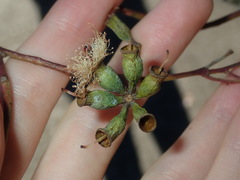 Eucalyptus albens