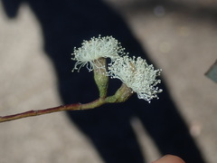 Eucalyptus albens