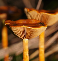 Cortinarius abnormis