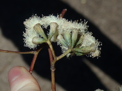 Eucalyptus albens