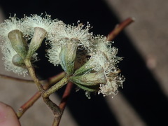 Eucalyptus albens