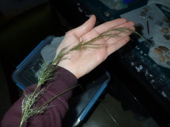 Austrostipa verticillata