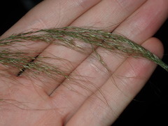 Austrostipa verticillata