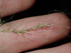 Austrostipa verticillata