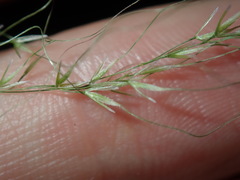Austrostipa verticillata