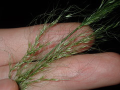 Austrostipa verticillata