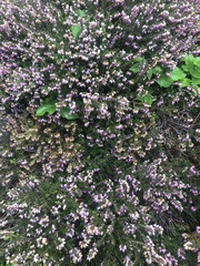 Erica carnea