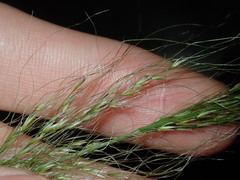Austrostipa verticillata
