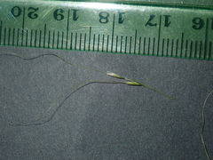 Austrostipa verticillata