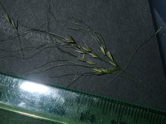 Austrostipa verticillata