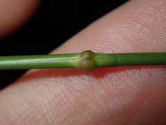 Austrostipa verticillata