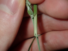 Austrostipa verticillata