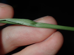Austrostipa verticillata