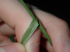 Austrostipa verticillata