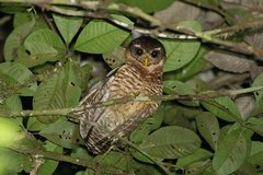 Band-Bellied Owl photo 2