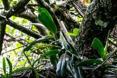 Cyrtorchis arcuata