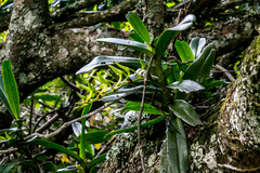 Cyrtorchis arcuata