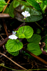 Diclis rotundifolia